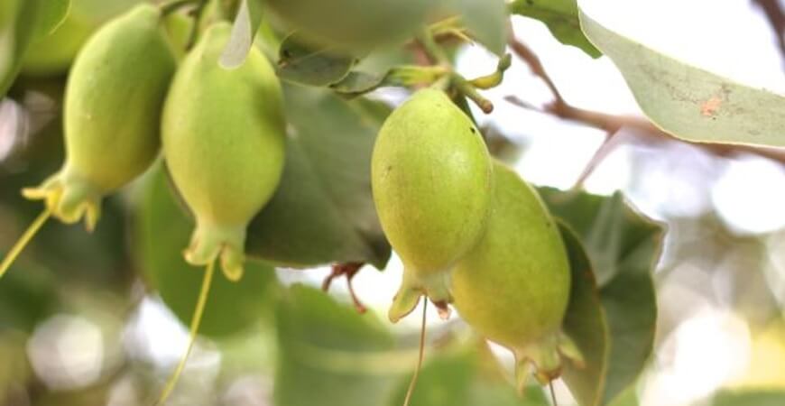 Chiết xuất quả kakadu plum
